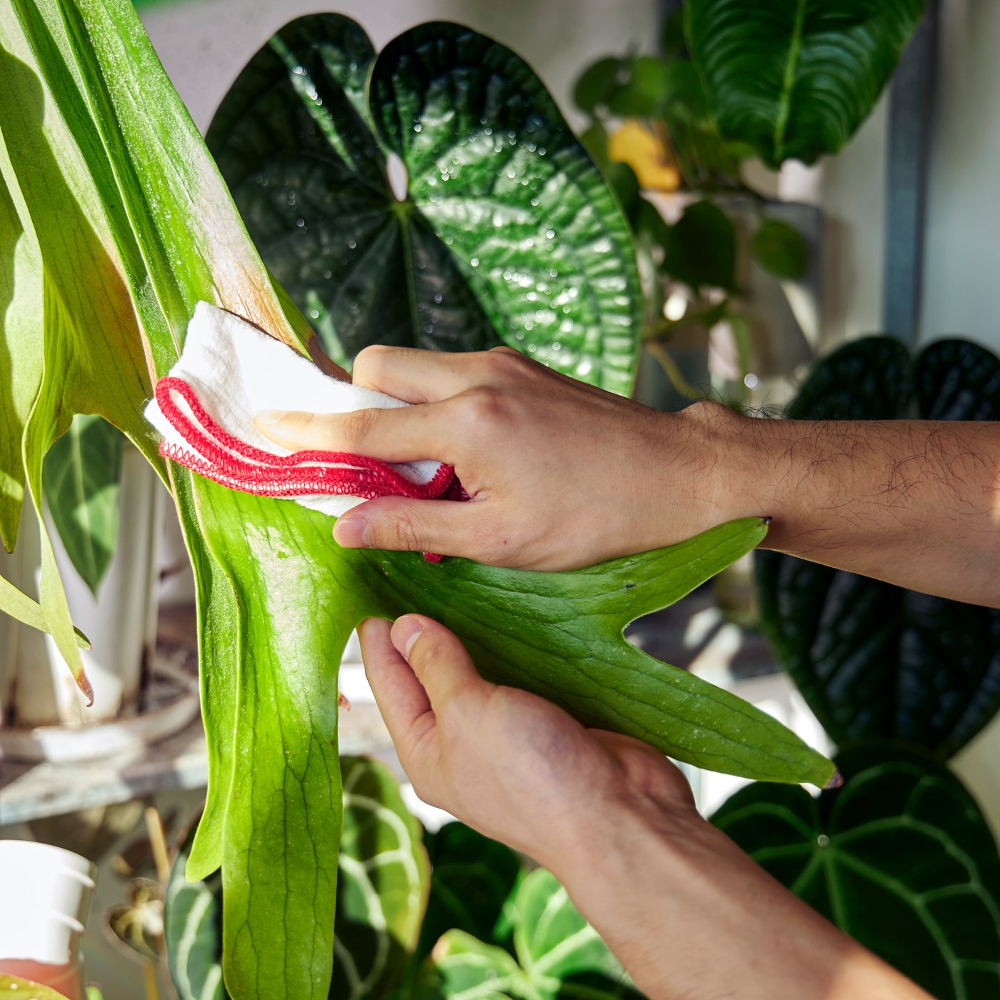 A person dusts off the leaves of a plant with a HILDEGUN dishcloth.
