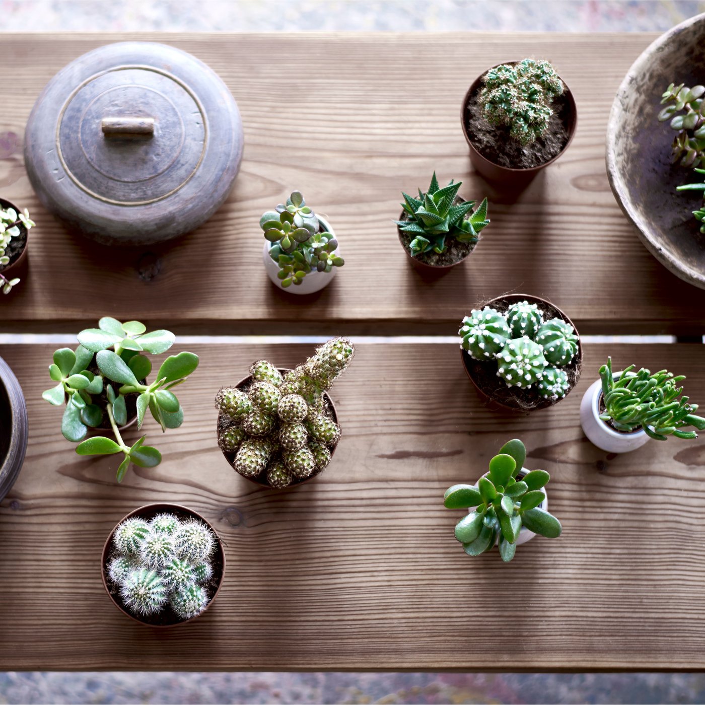 Verschiedene SUCCULENT Pflanzen mit Übertopf in Grau auf einem Holztisch