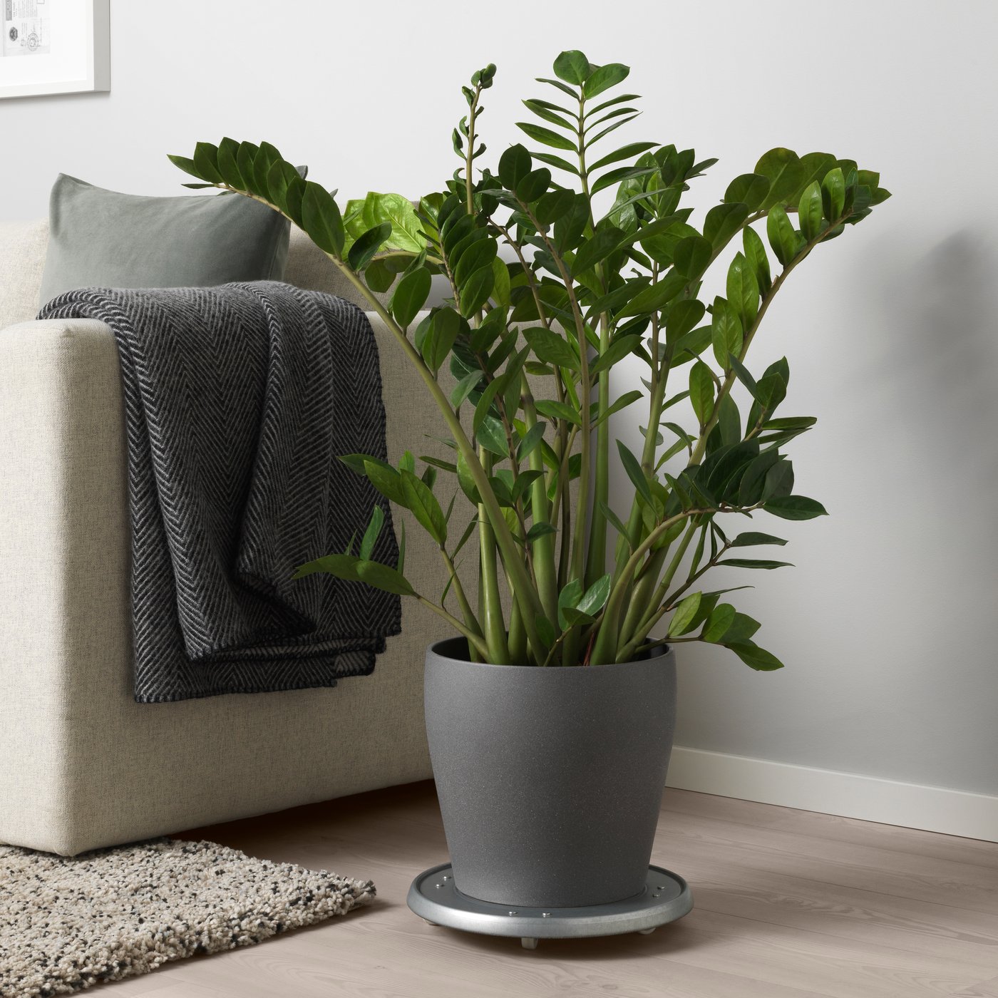 A dark grey PERSILLADE plant pot in the living room