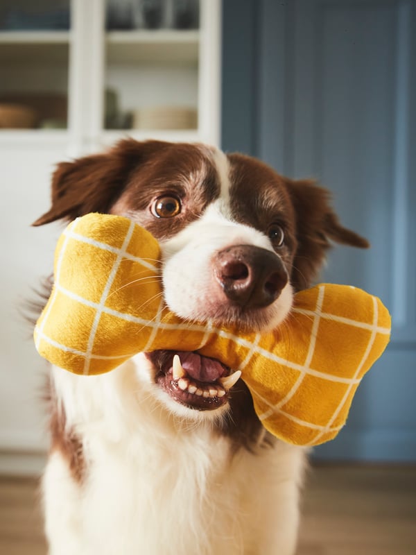 A dog holding an IKEA UTSÅDD soft toy for dog in their mouth in the living room.