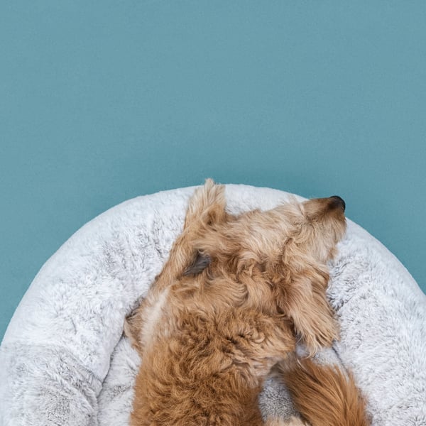 A light grey UTSÅDD pet bed