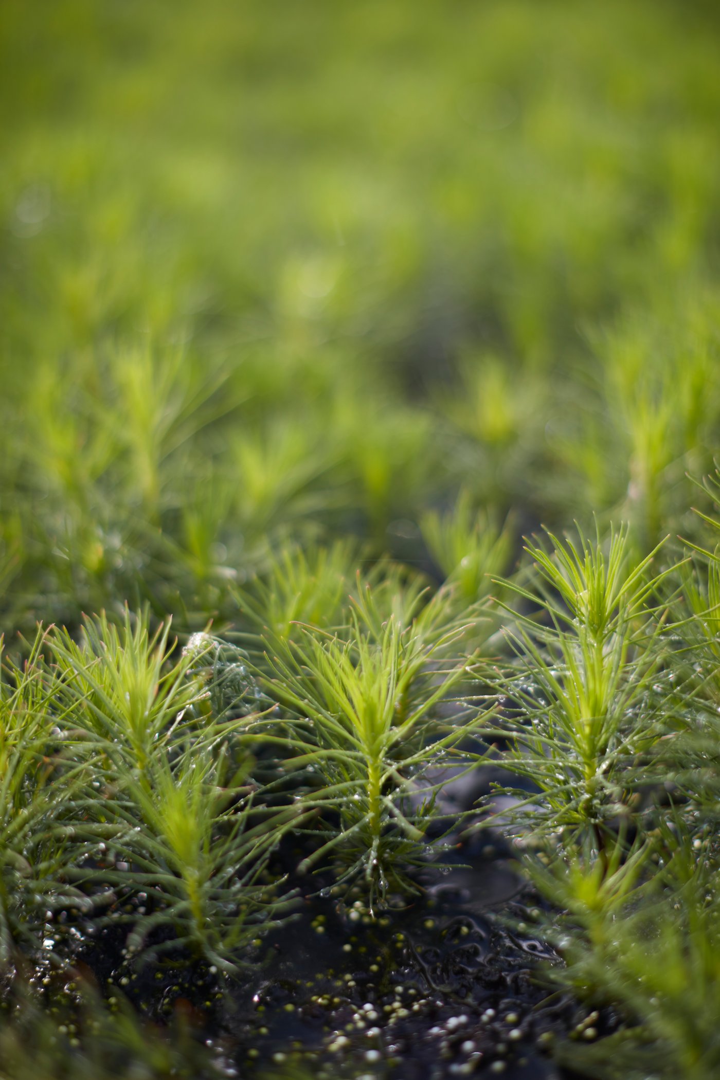 Young tree seedlings growing closely together on a forest floor.				