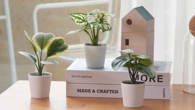 Pots & plants