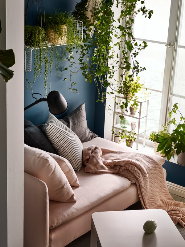 Chaise longue by a sunlit window. Cushions, throw and reading lamp. Plants on the sill, hanging, and on wall shelves.