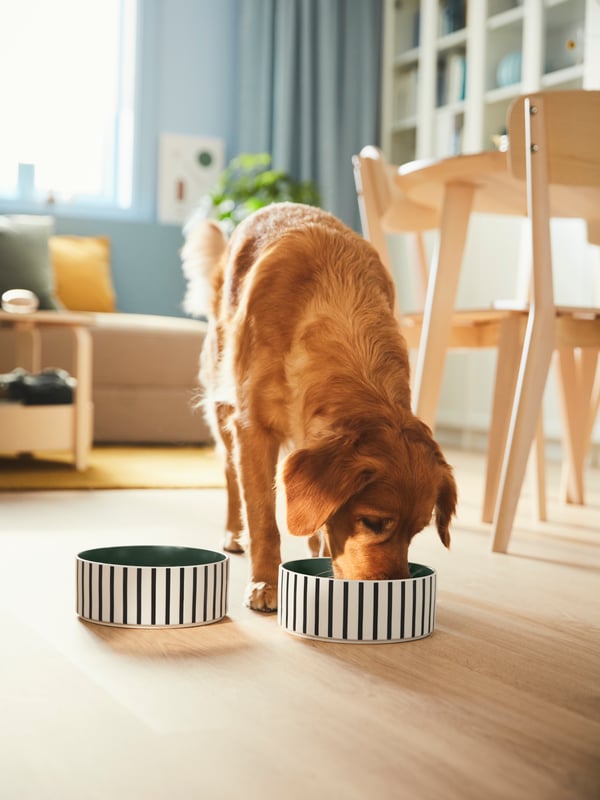 A large dog stands next to a LISABO table and chairs in front of 2 food bowls and eats.
