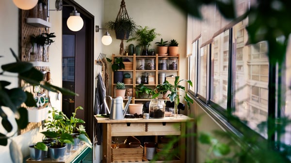 Sala con muchas plantas en sus maceteros, hechos de fibras naturales, madera y más materiale sostenibles. Hay telas y cojines que combinan con la pared verde.