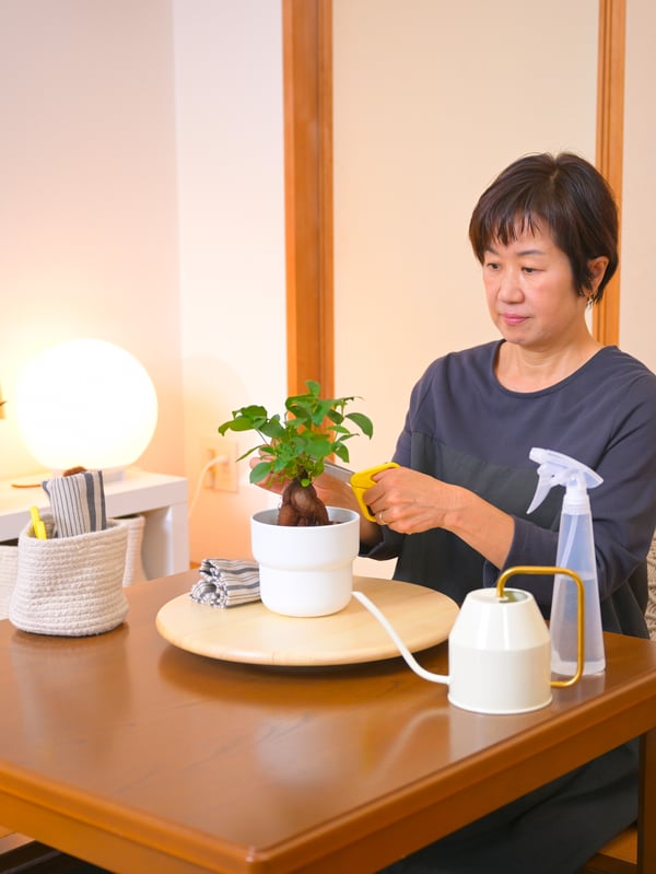 Žena sedi za stolom, orezuje FICUS bonsai u saksiji KVALIFICERA makazama. Ispred nje su VATTEKRASSE kantica za zalivanje i TOMAT bočica s pumpicom.