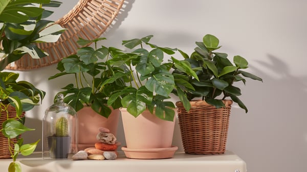 Des plantes dans des cache-pots sont posées sur une armoire beige.
