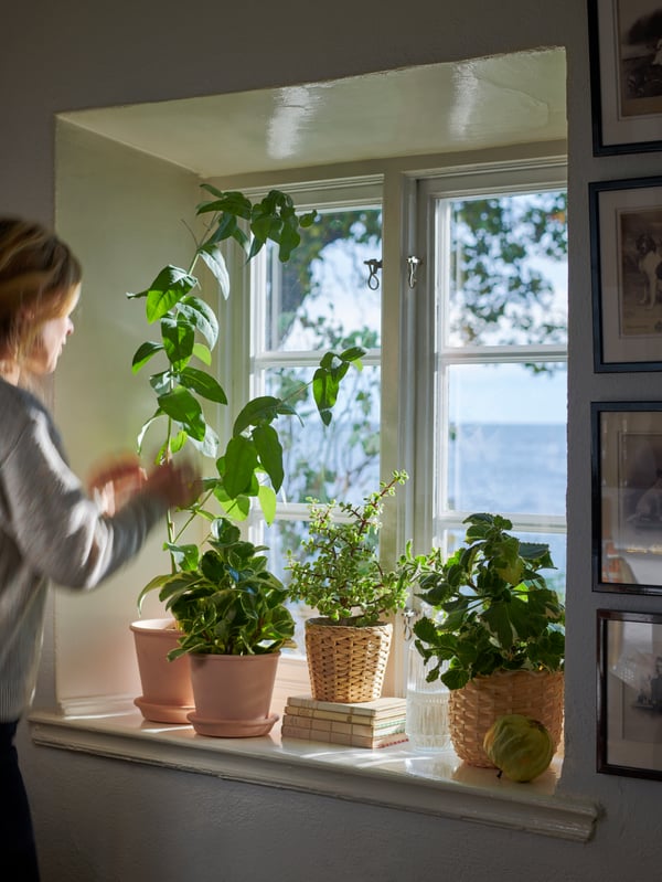 Una mujer cuidando las plantas que están en el canto de una ventana en diferenes maceteros.