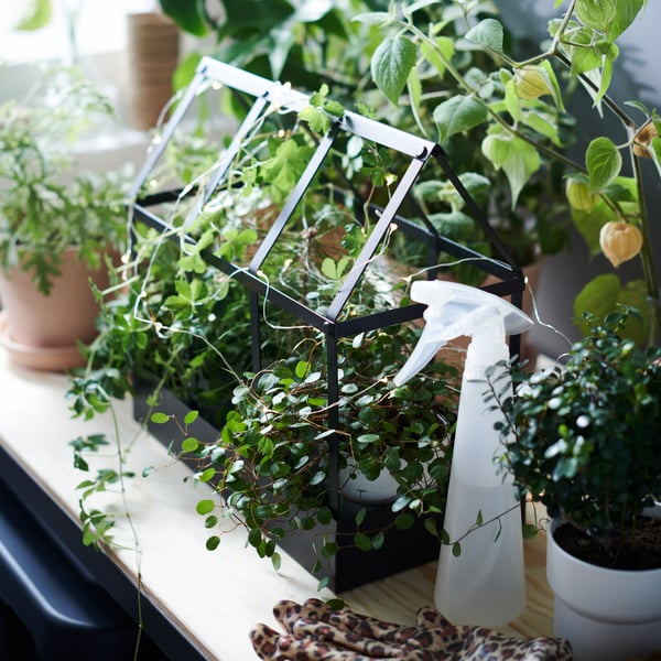 Small black metal greenhouse overflowing with plants in small pots and a plasic spray bottle beside.