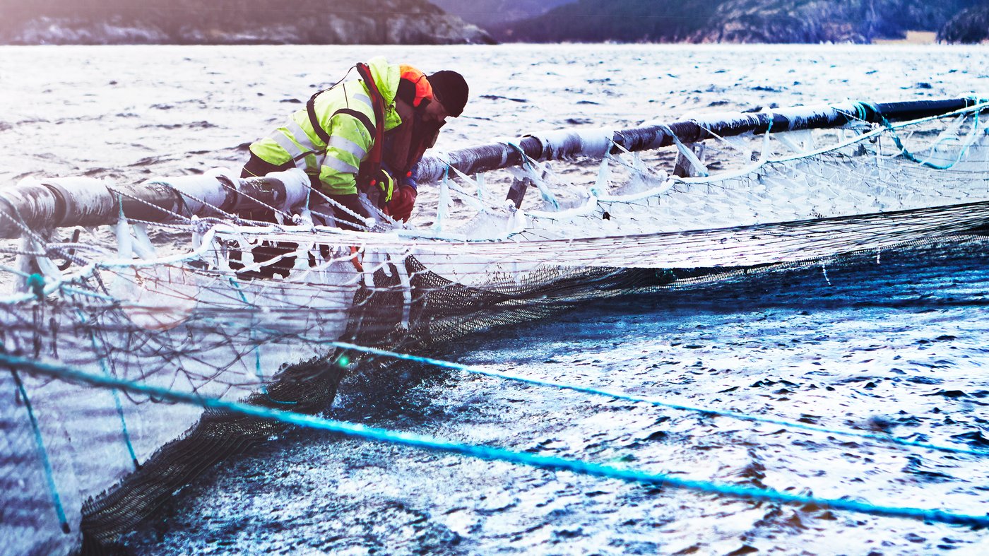 A person stands out in the water with a fishing net and bends over it and in the background the mountains are visible.