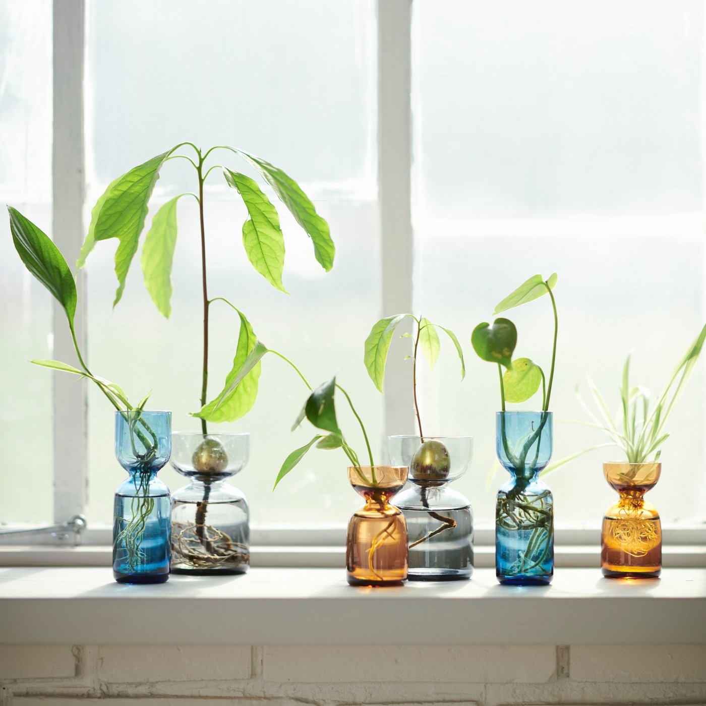 A sunny window with transparent DAKSJUS vases in mixed colours filled with plant cuttings and seedlings.