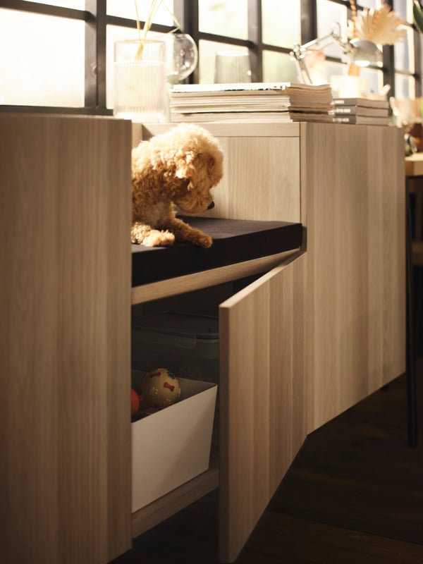 A dog sitting on a cushion on a light grey/walnut effect BESTÅ wall-mounted cabinet combination below a window.
