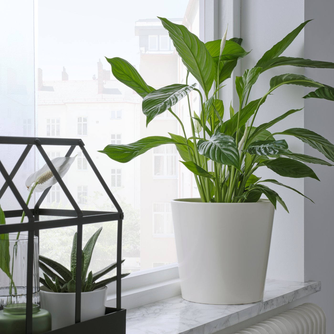 A white SOJABÖNA plant pot