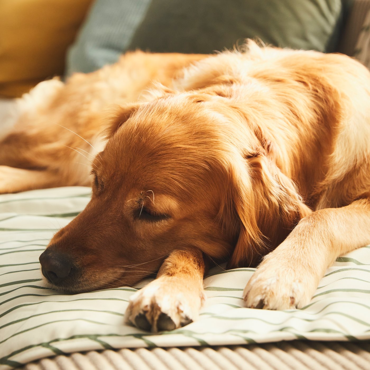 A green UTSÅDD pet blanket