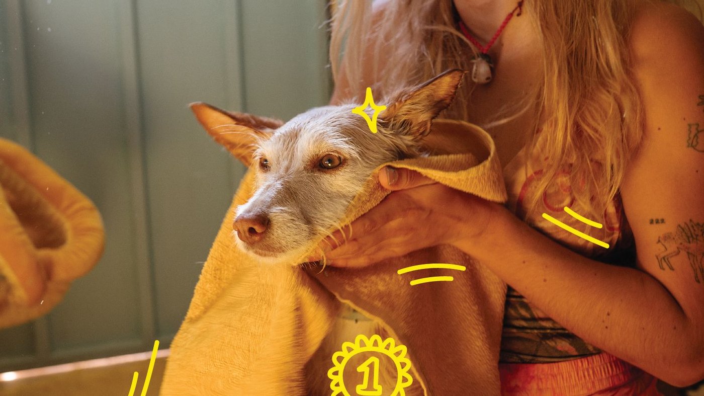 Read more about pet pampering