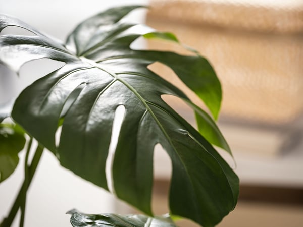 A Swiss cheese plant MONSTERA potted plant