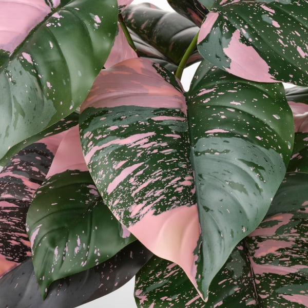 An in/outdoor Philodendron/green/pink FEJKA artificial potted plant