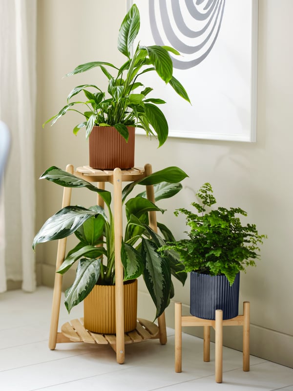 A bamboo DAKSJUS plant stand