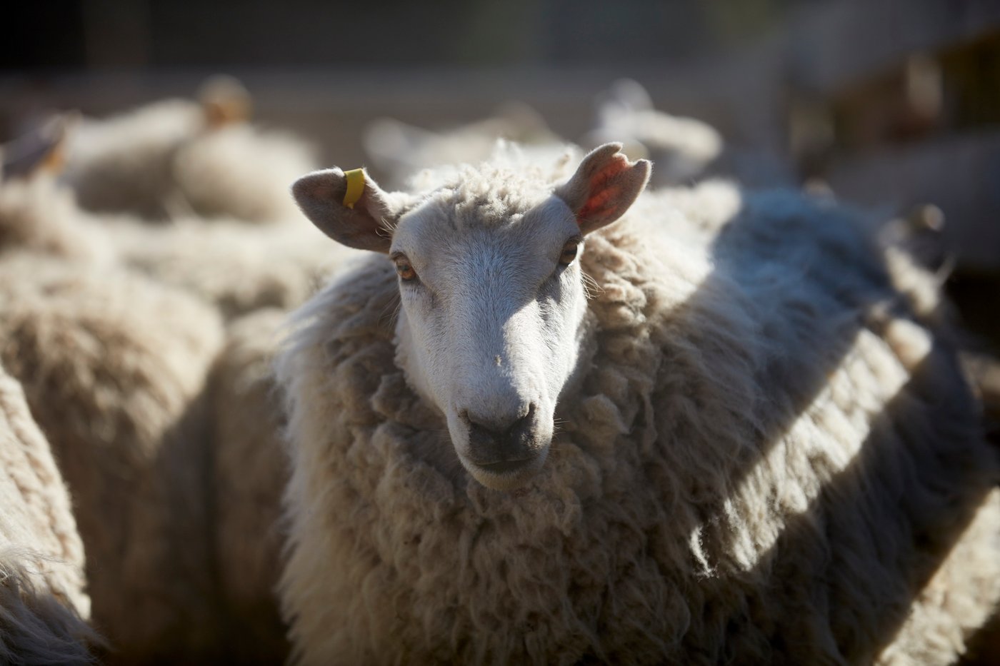 A very woolly sheep with a yellow ear tag.