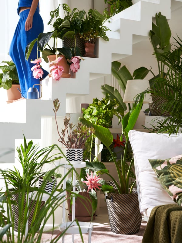 An indoor area with many potted plants including a plant in a dark grey/beige in/outdoor RÅGKORN plant pot.