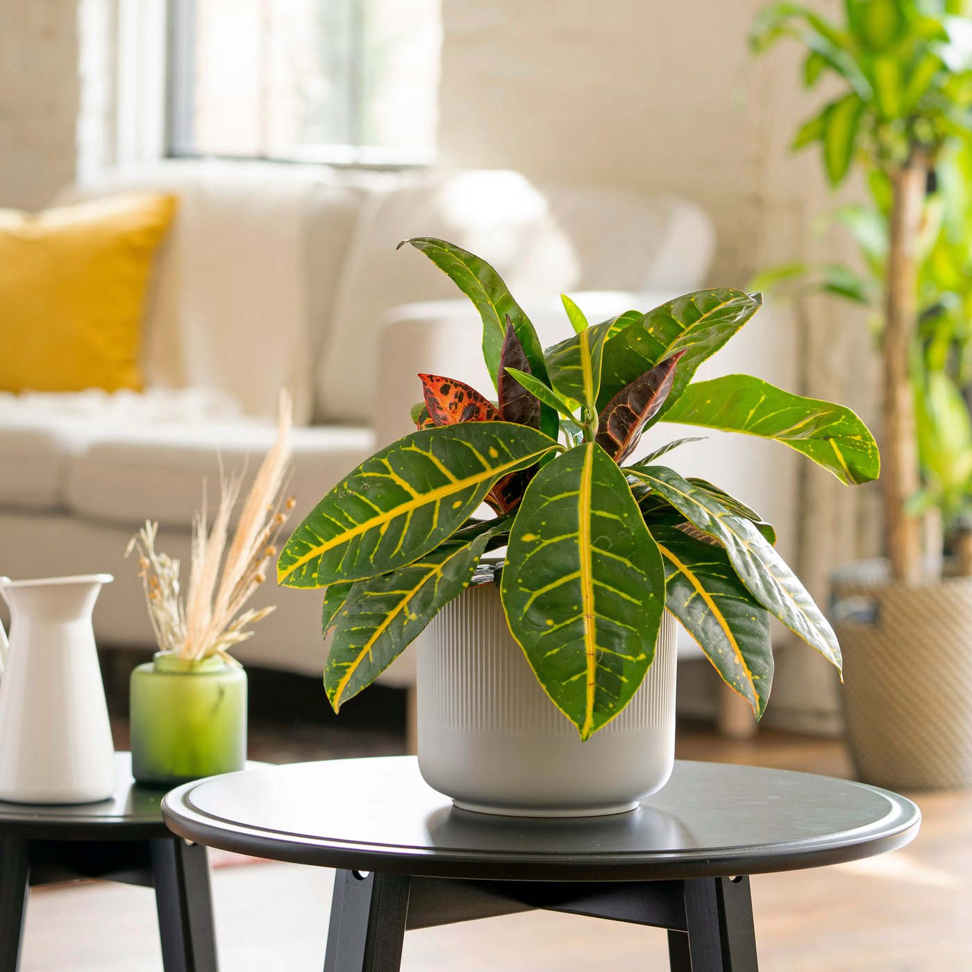 Une plante de bureau CODIAEUM dans un salon.