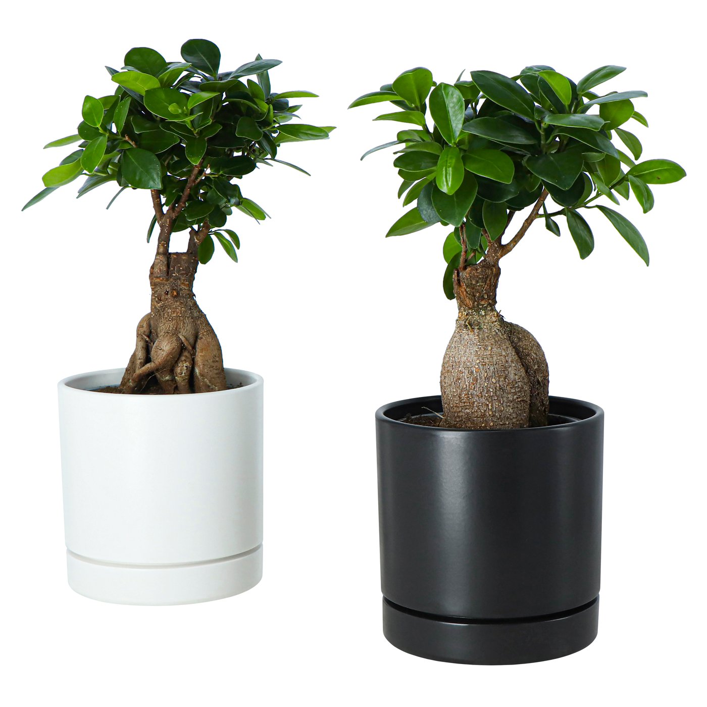 FICUS Potted plant bonsai, assorted colours, 12 cm