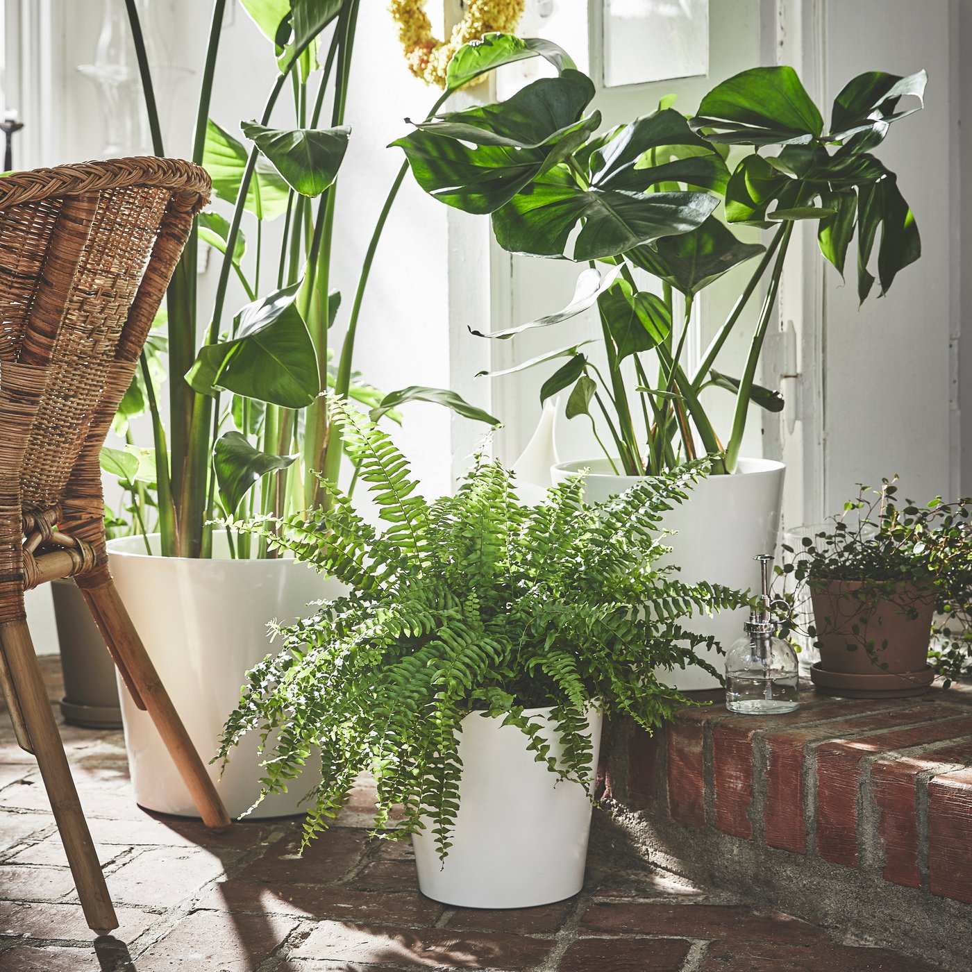 Une plante de sol SOJABÖNA sur une terrasse extérieure.