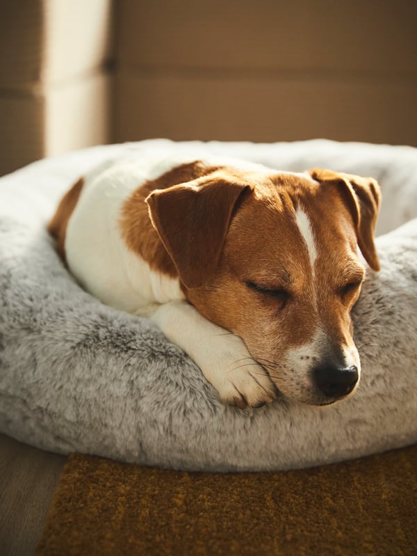 Un perro durmiendo sobre una cama para mascotas UTSÅDD.