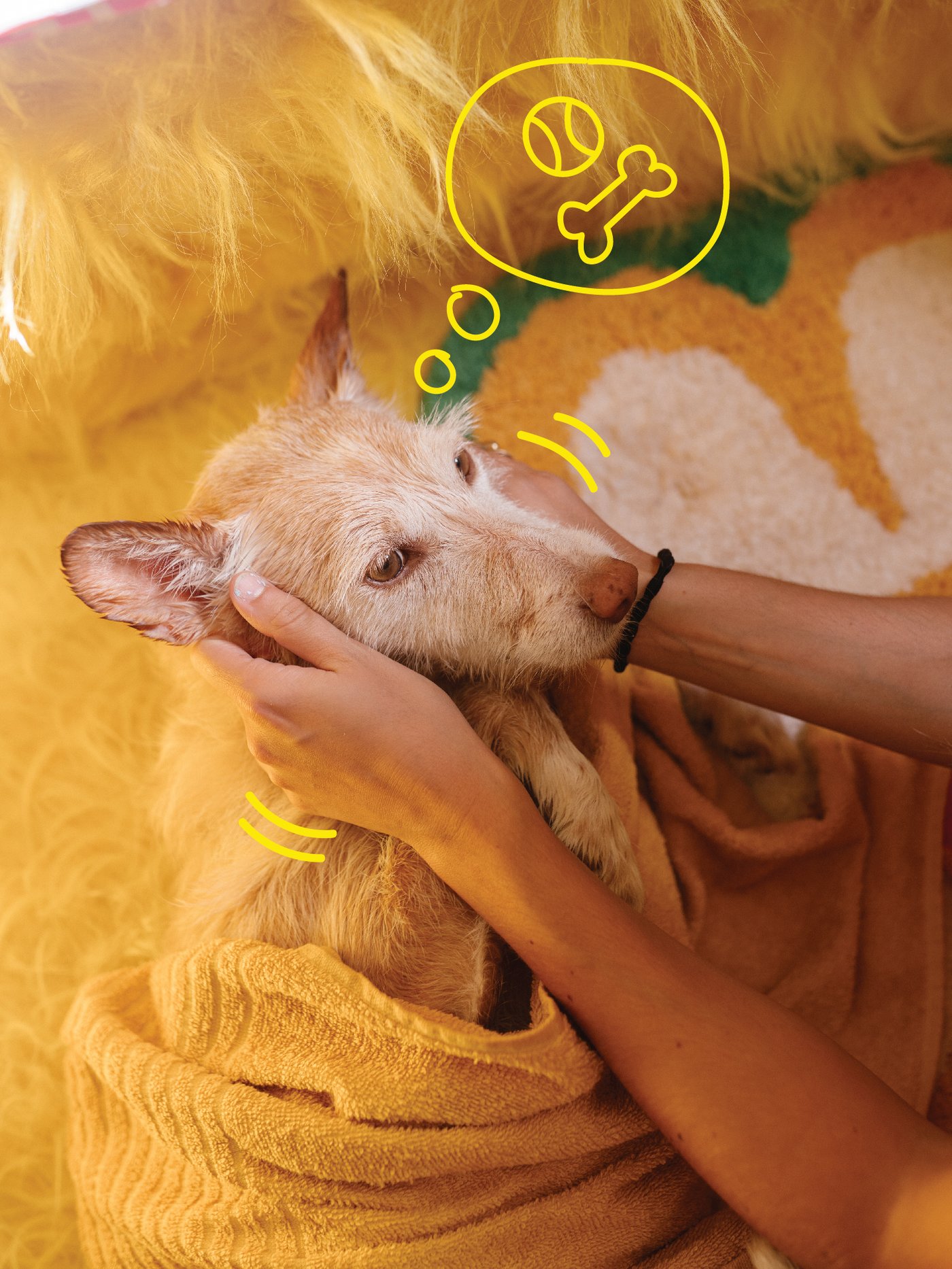 Wet dog being dried with yellow towel.