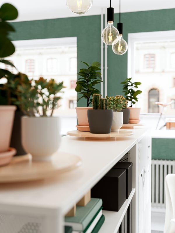 Hylla med krukväxter, böcker och hängande lampor framför stora fönster.