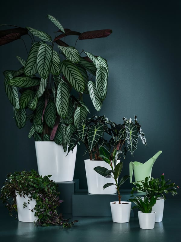 Several indoor plants in SOJABÖNA white pots are dotted around on a dark green floor against a dark green background.