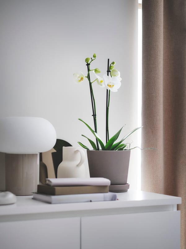 En hvid PHALAENOPSIS i en grå urtepotteskjuler står på en hvid kommode ved siden af en bordlampe foran et vindue med gardiner, der er trukket for.