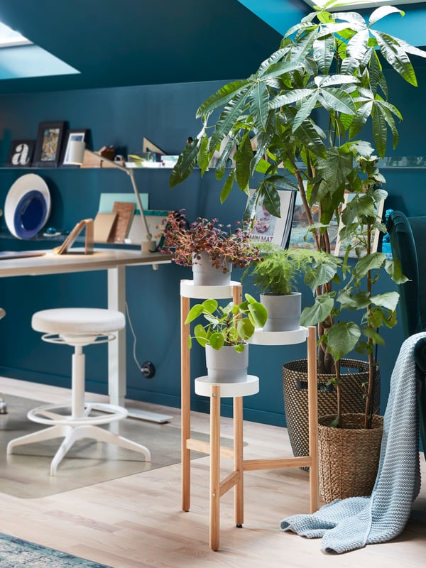 A plant stand in bamboo with three shelves with green plants in grey plant pots and a white desk.