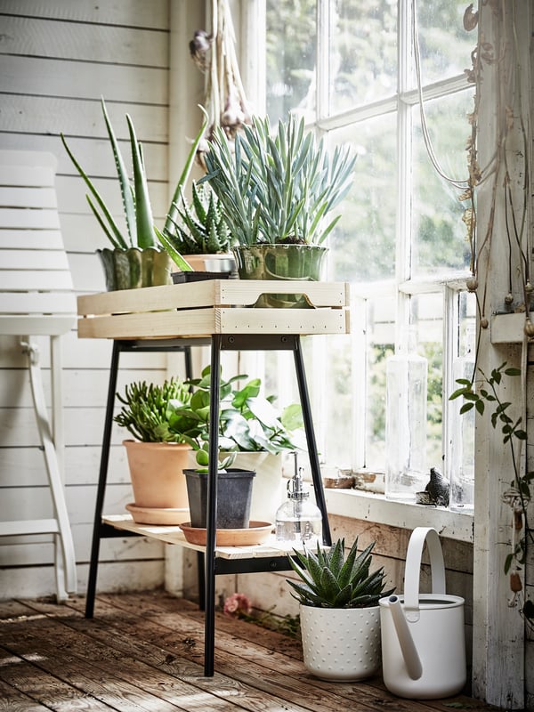 Piédestal VANILJSTÅNG pin/noir avec des plantes sur chaque tablette posé à côté d’une fenêtre ensoleillée.