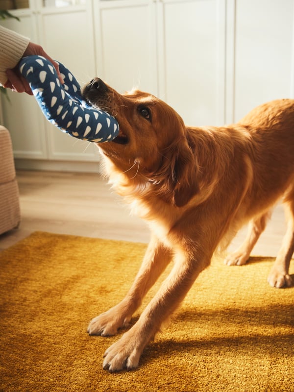 A dog playing with an IKEA UTSÅDD blue patterned soft toy for dog in the kitchen.