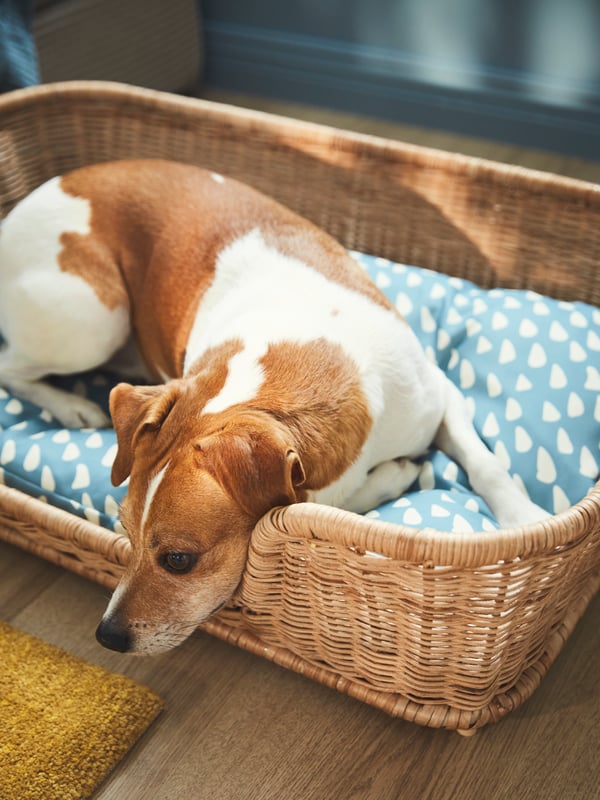 Dog lying in dog bed.