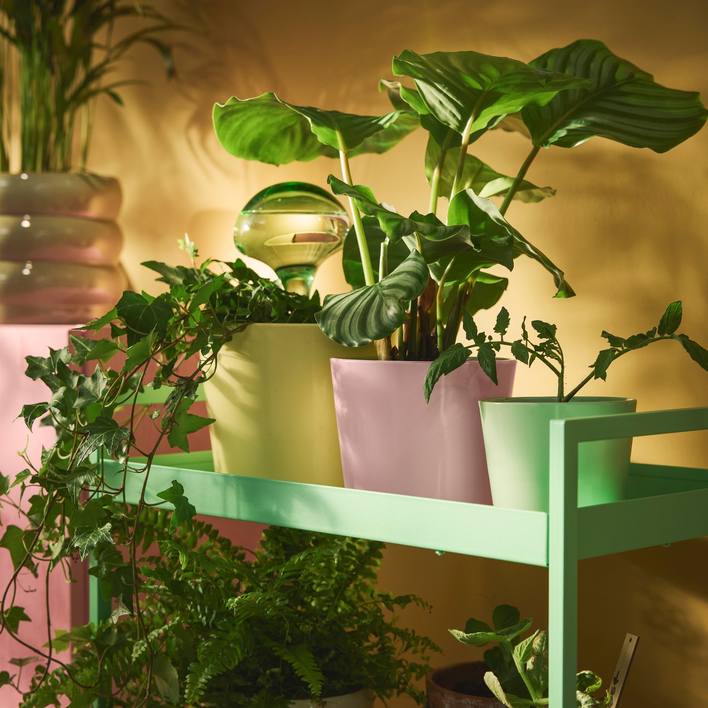 Groene planten in kleurrijke potten op een plank met warme verlichting.