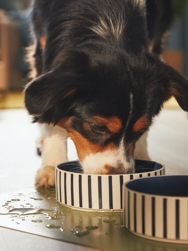 A dog eating from an IKEA UTSÅDD pet bowl in the kitchen. 