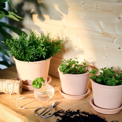 Plants & plant pots