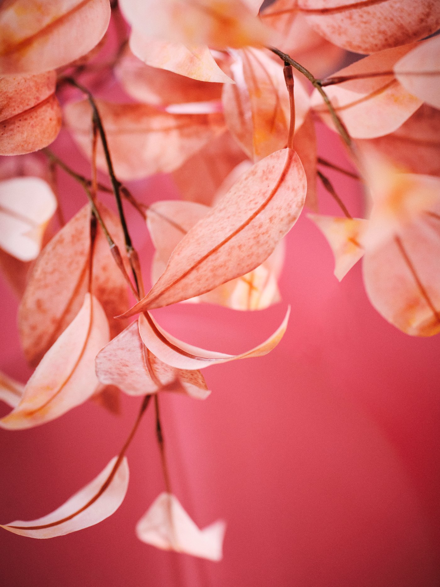A close up of SMYCKA artificial pink leaves on a background of dark pink walls. Light shines on them.