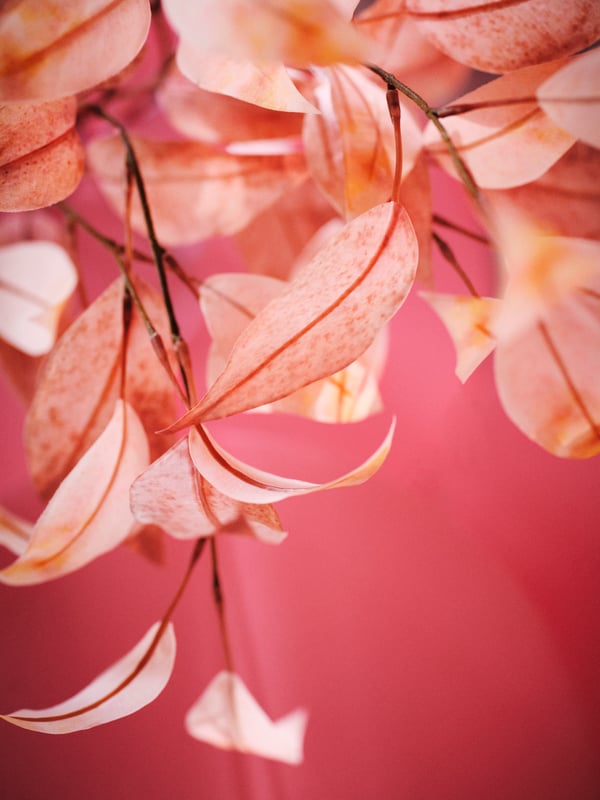 An eucalyptus/pink SMYCKA artificial spray in the NA
