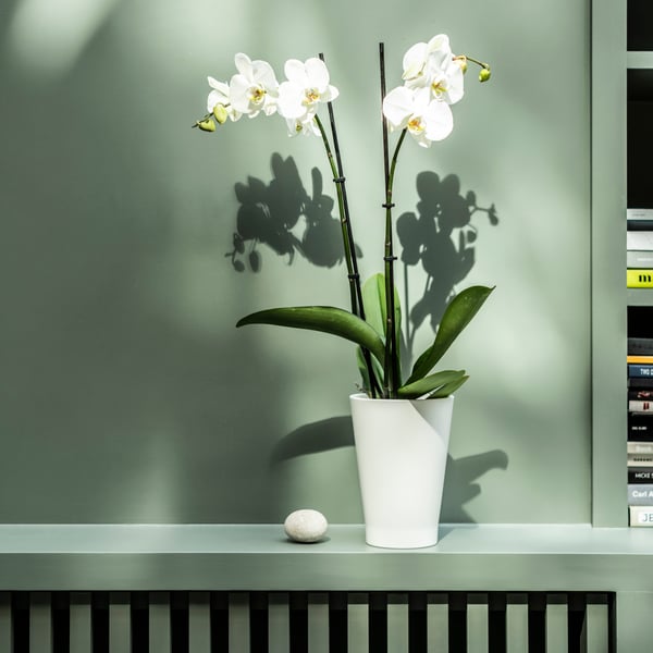 Orchidée blanche dans un pot blanc posé sur un rebord vert. La lumière douce et les ombres créent une ambiance apaisante.