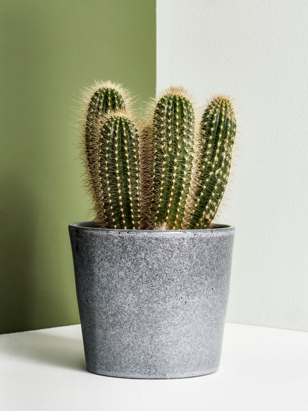 A succulent plant in a grey FJÄRILSBUSKE plant pot, placed against a corner formed by a green and a white wall.