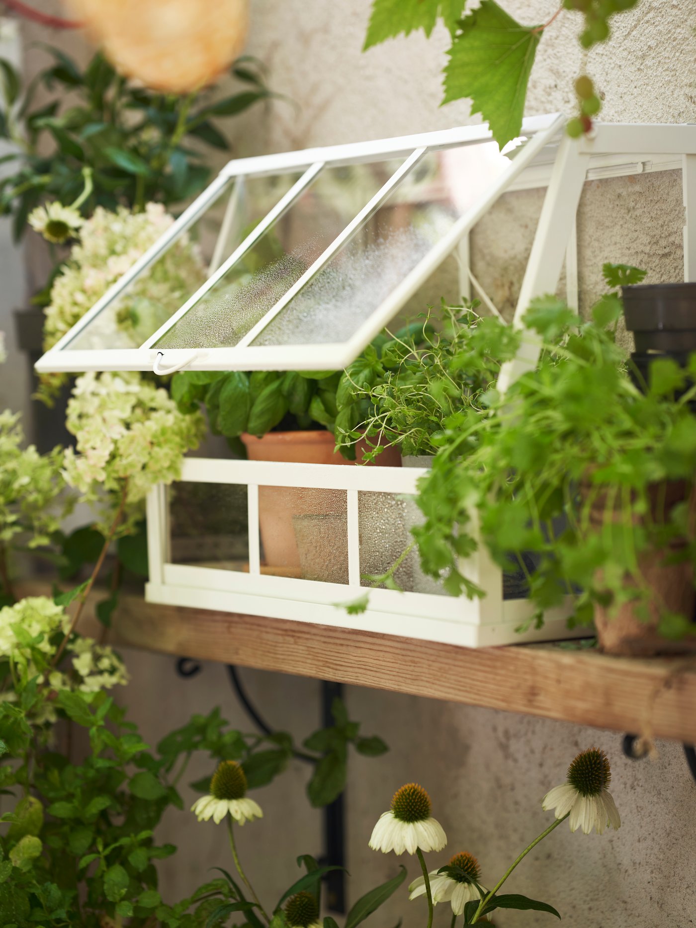 Mini-serre contenant des herbes aromatiques sur une étagère en bois, entourée de plantes. Solution pratique pour cultiver des herbes fraîches.