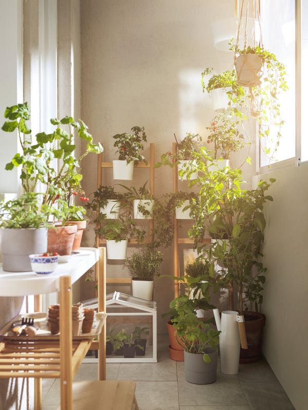 Un blacón cerrado con numerosos estantes que hacen de soportes SATSUMAS para plantas. Su orden deja un espacio disponible en el balcón para otras cosas.