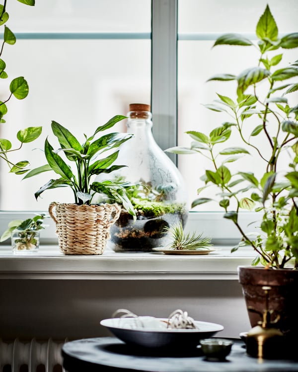 En vindueskarm med forskellige planter i og et åbent vindue.