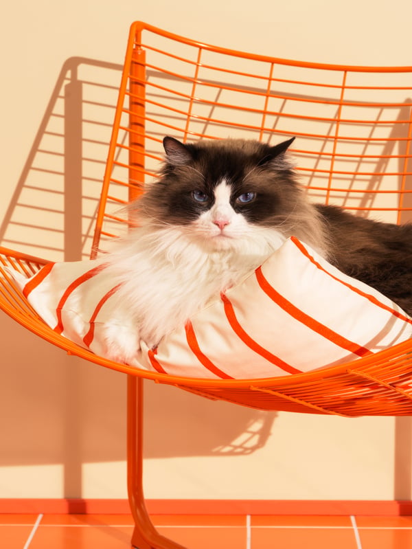 Ein Sessel in der Trendfarbe Orange.