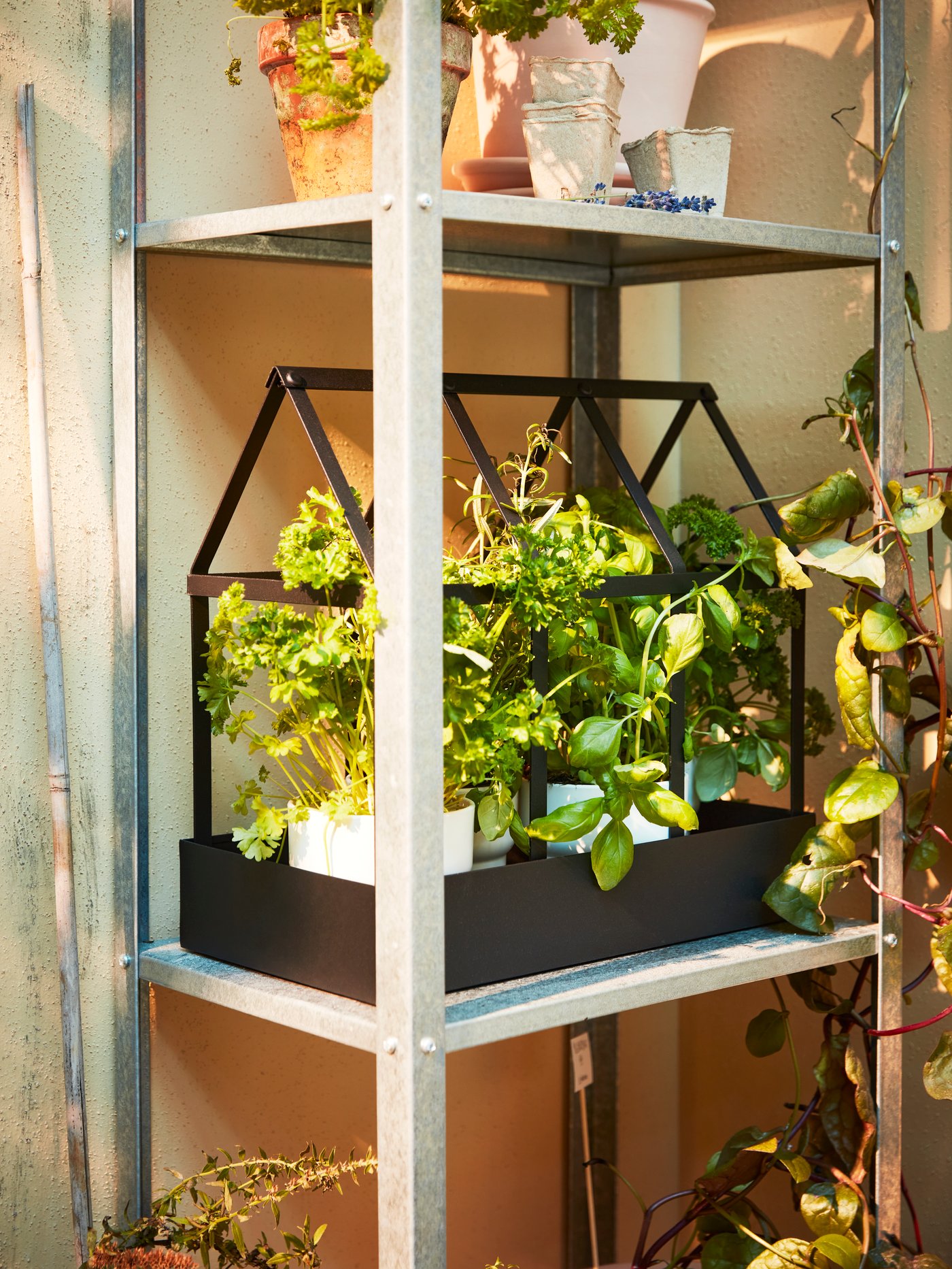 Uno scaffale in metallo con una serra decorativa nera con erbe aromatiche e piante in portavasi bianchi - IKEA