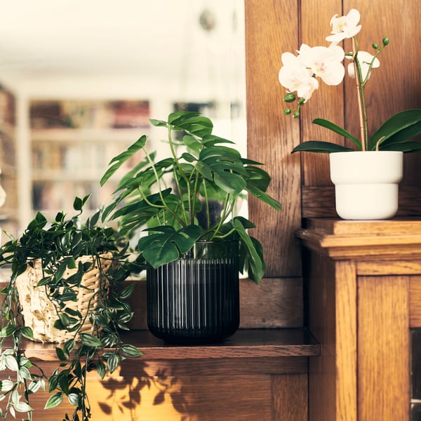 GRADVIS and FÖRENLIG plant pots with lush plants are stacked on wooden shelving. Light streams in from the room behind.
